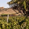“Valle dei templi oil and wine”: degustazioni alla scoperta delle eccellenze del territorio